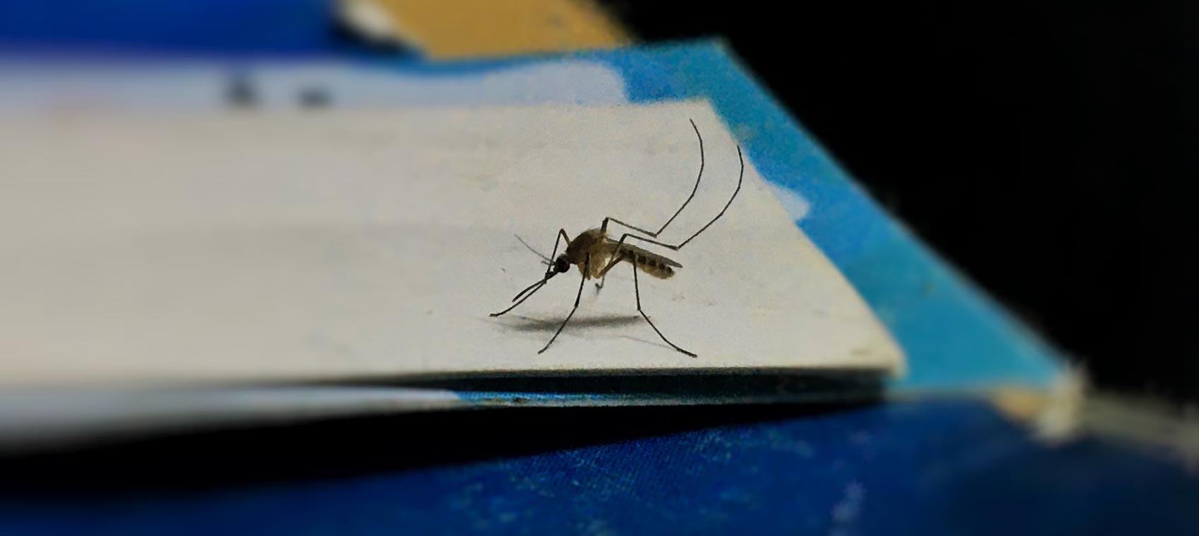 how-to-get-rid-of-mosquitoes