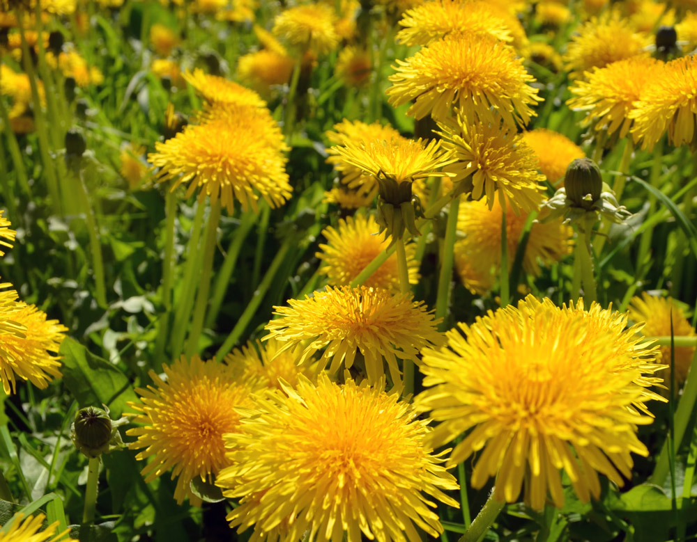 Dandelions