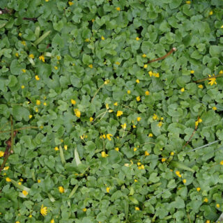 abilene weed control