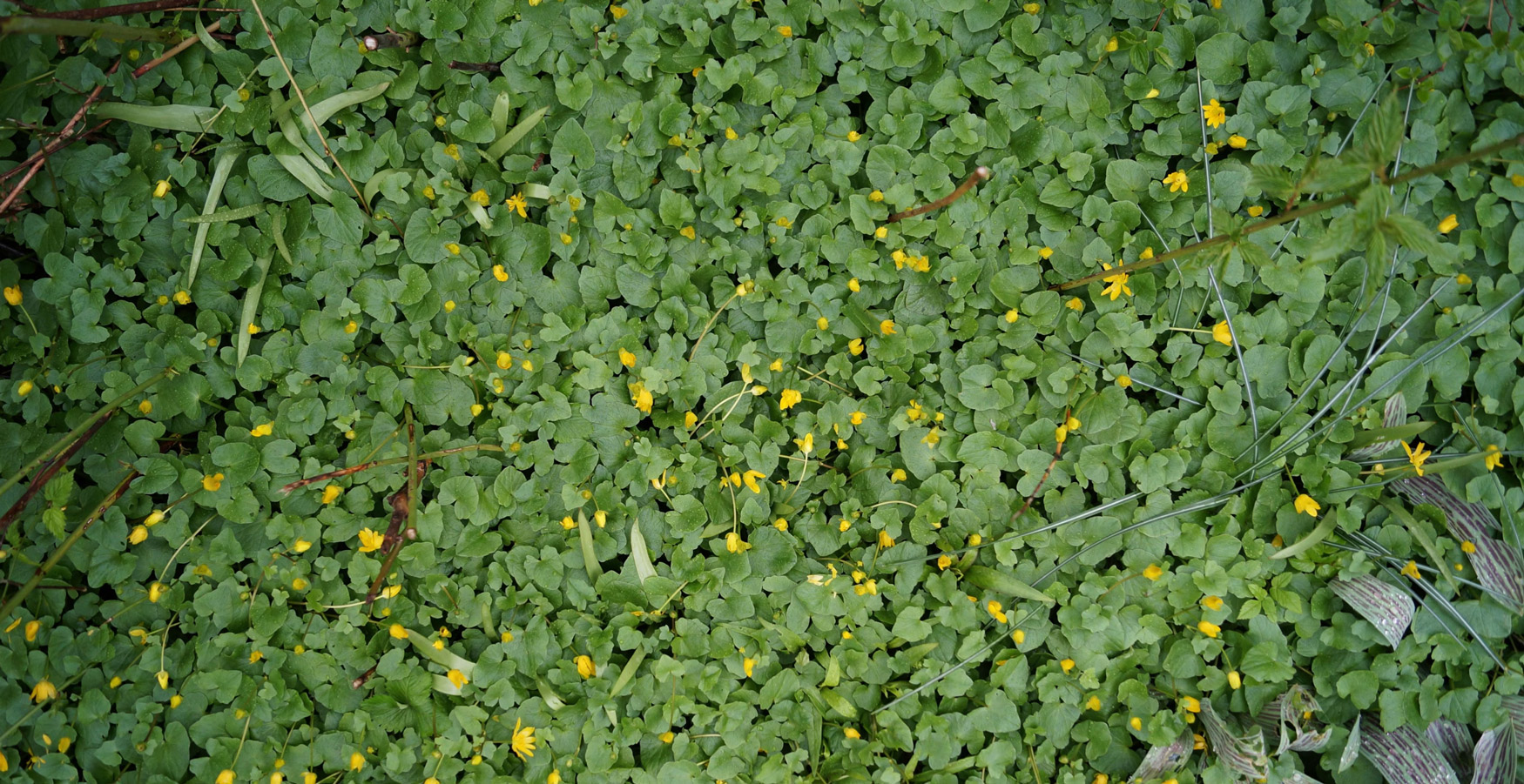 abilene weed control