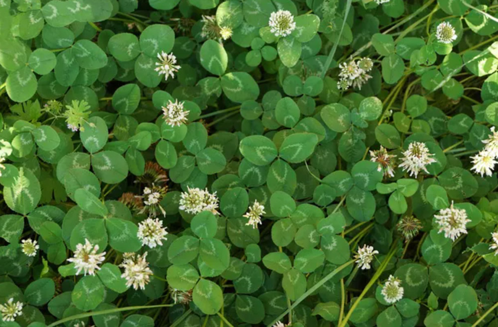 clover