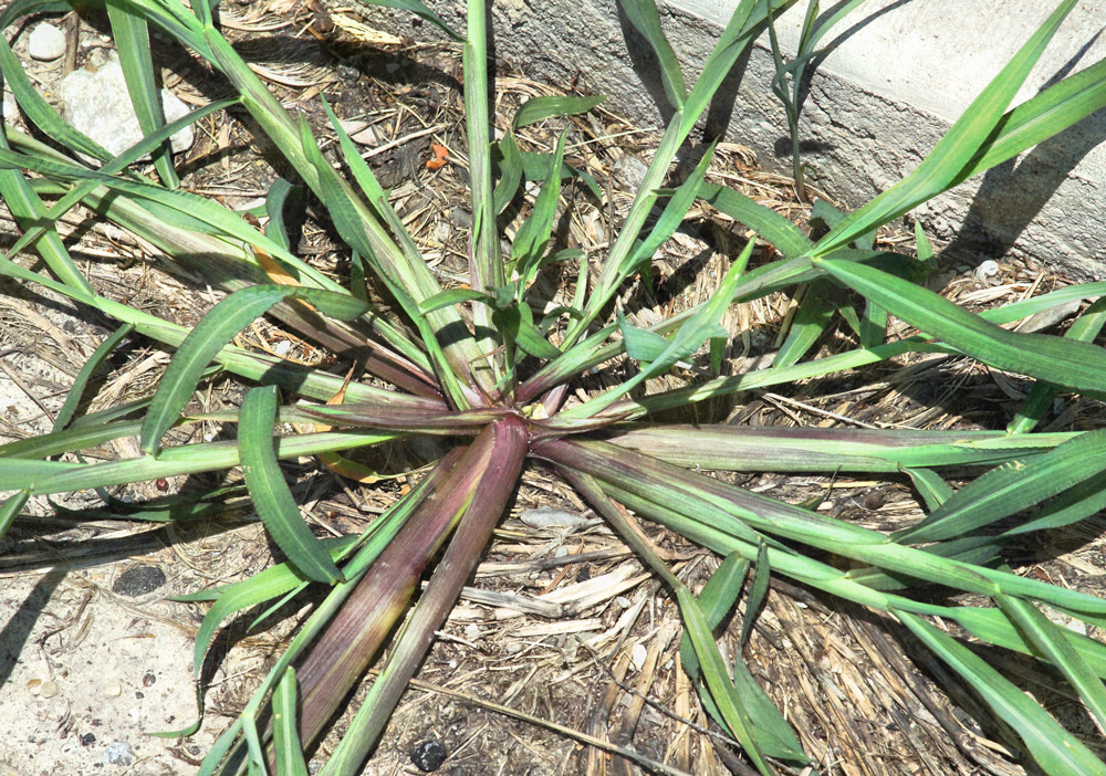 crabgrass