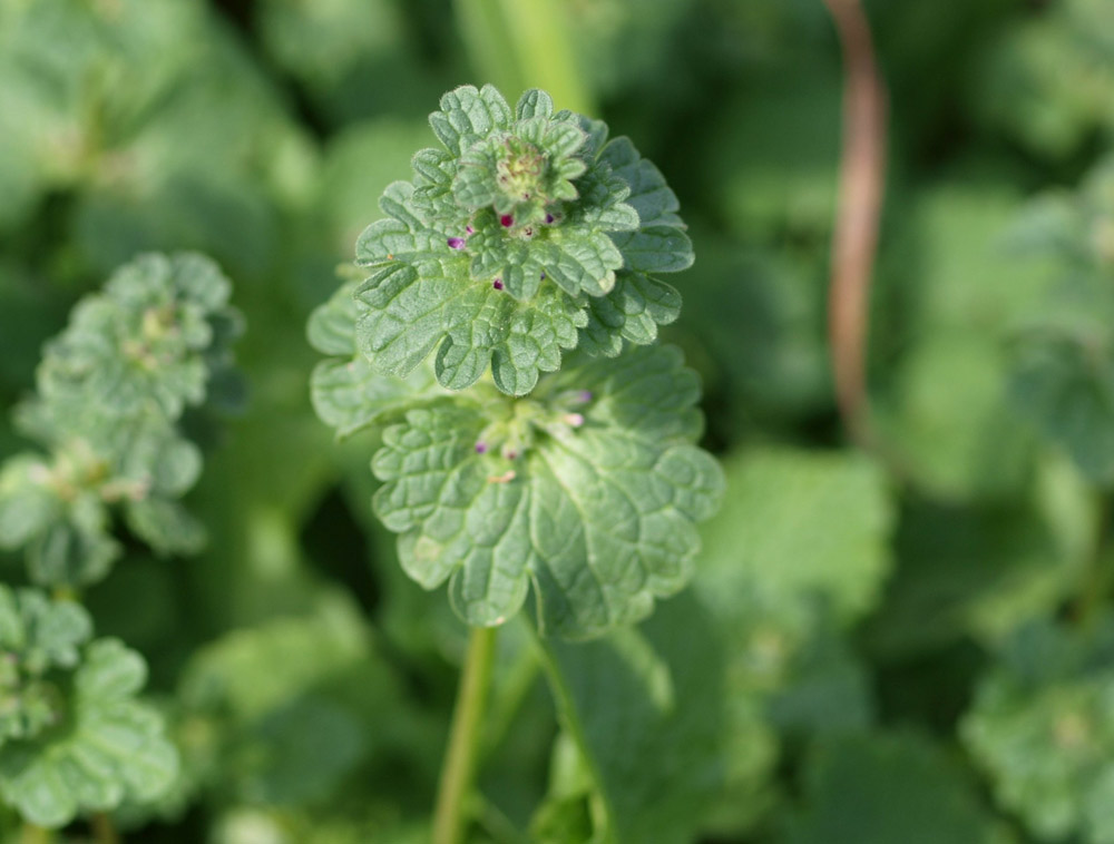 henbit