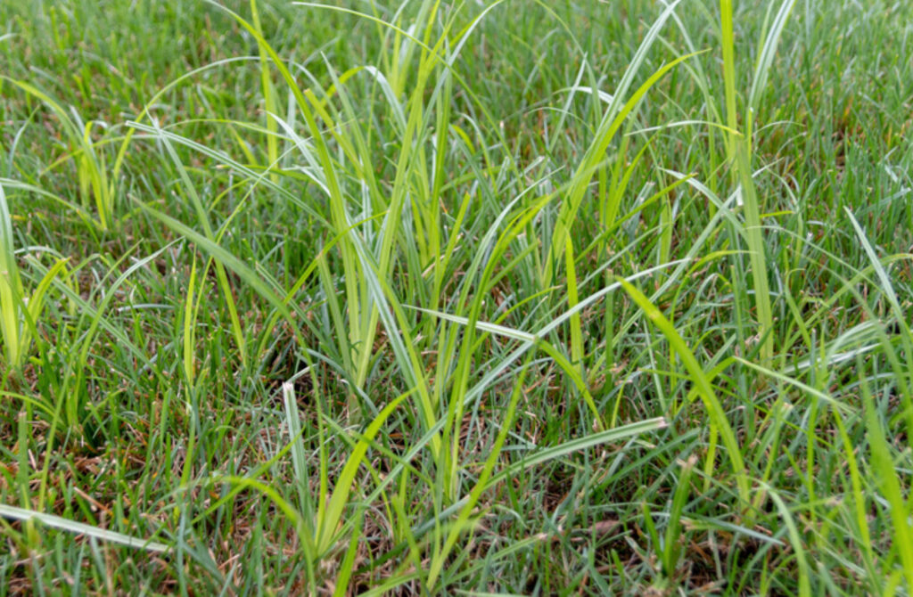 nutsedge