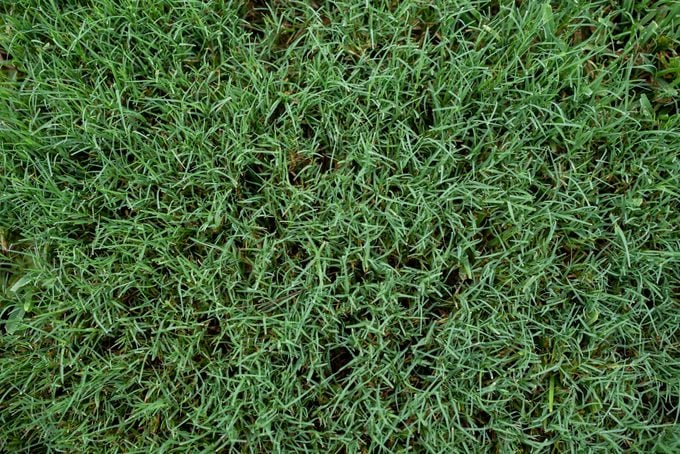 bermuda grass abilene