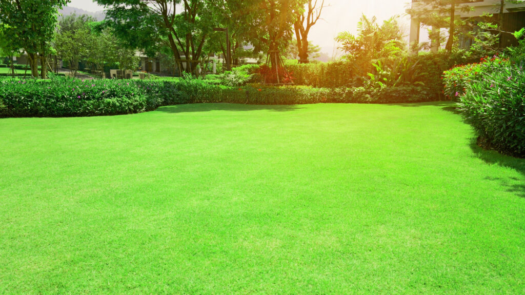how to grow bermuda grass from seed